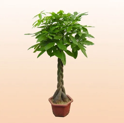 Лидер продаж на Amazon, семена монетного дерева Pachira Macrocarpa, растение бонсай для внутреннего сада, отправка подарка