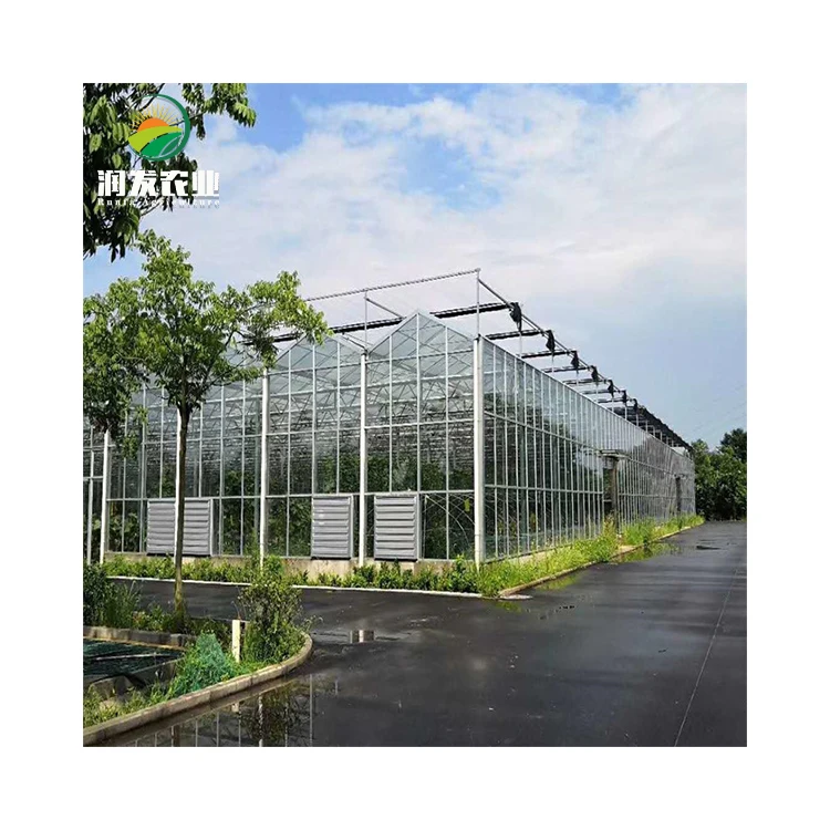 Commercial Multi Span Glass Greenhouse Heating System Equipped Tomato Cage Micro Greens Grow Rack