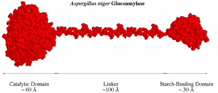 glucoamylase.png