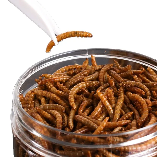 
non-gmo best price insect high protein parrot bird food 