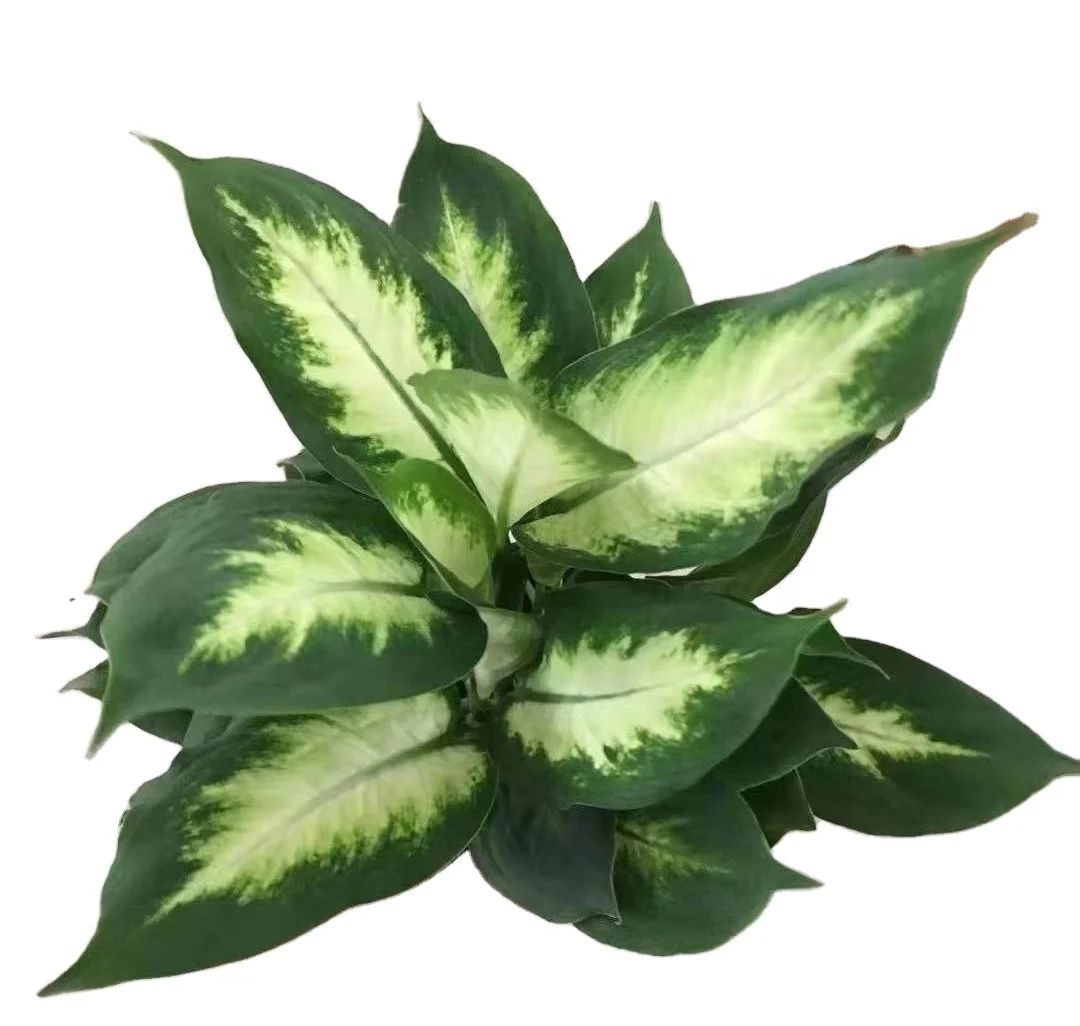 
Wholesale popular Aglaonema Dieffenbachia picta ornamental live plant bonsai for decorative foliage plant 