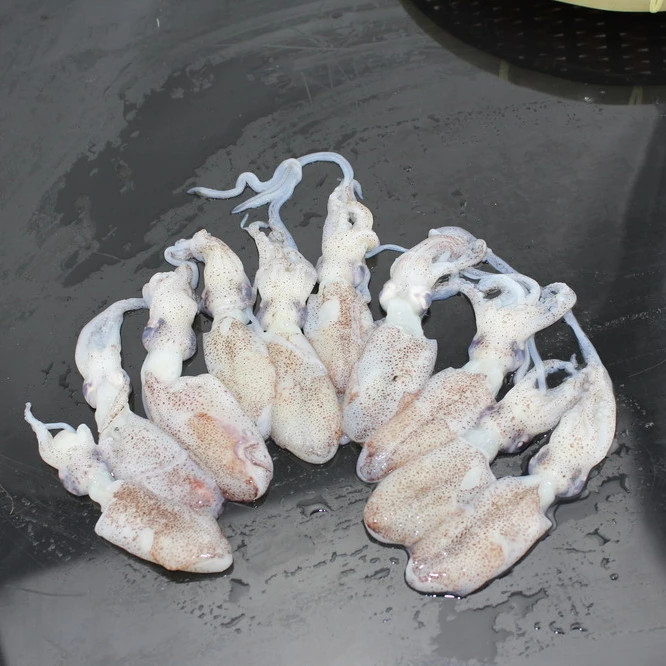 
frozen chinese squid loligo squid good quality squid 