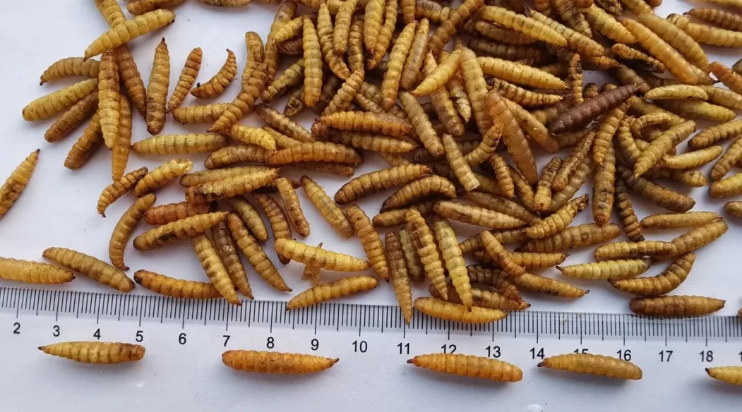 Личинки солдата мухи порошок и масло сушеный BSF черный корм для животных 100% натуральный высококачественный светло-коричневый рыб полипропиленовый пакет упаковка