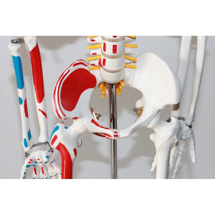 Standard 85CM Human Skeleton Model Distribution of skeletal and muscle starting and ending points