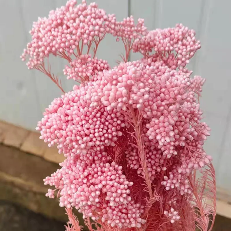 Wedding Flower Most Popular Wholesale Preserved Bleached Rice Flower For Home Decoration baby pampas white hydrangea asparagus