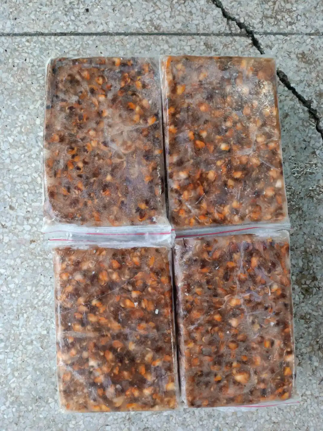 Замороженный блок моллюска крови без