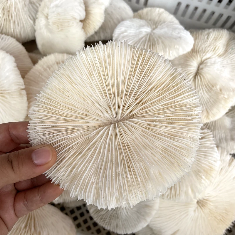 Wholesale Natural Crystal Raw Quartz Rock Crystal Stones White Coral Specimen