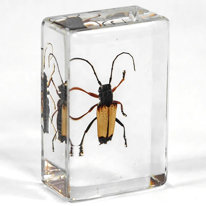 real long-horned beetle cuboid shaped clear resin kids boys girls children toy birthday gift sets and home decoration