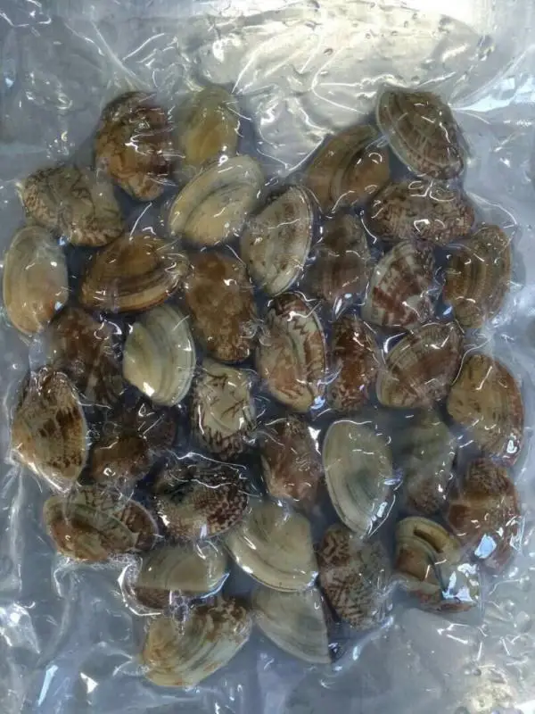 
FROZEN COOKED NEW PRODUCED BABY CLAM 