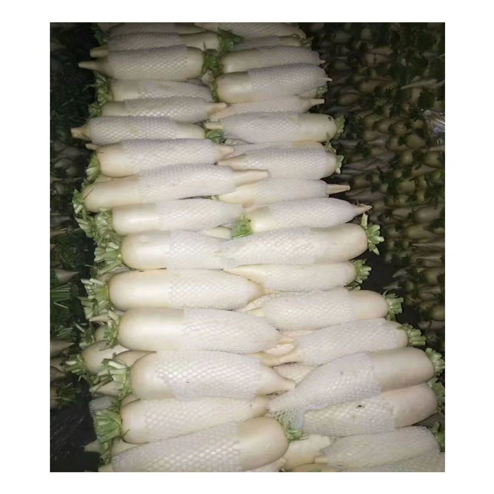 Best-selling wholesale organic Fresh white radish / turnip