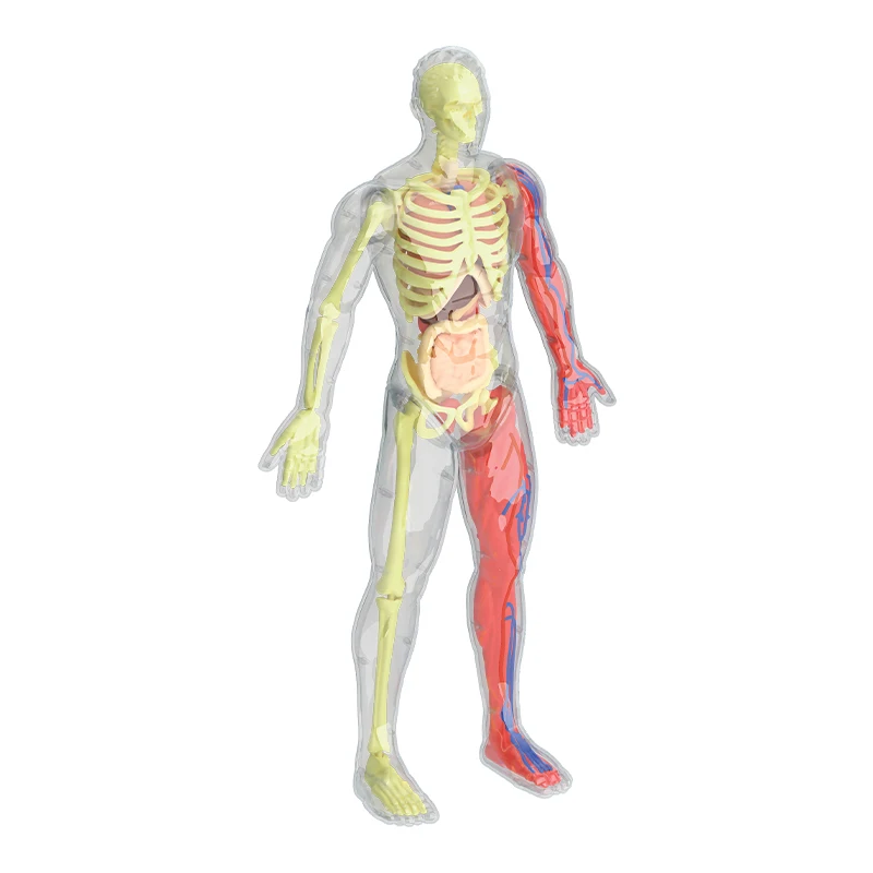 32cm Human Skeleton with muscle and Blood Vessels,artificial anatomical medical skeleton
