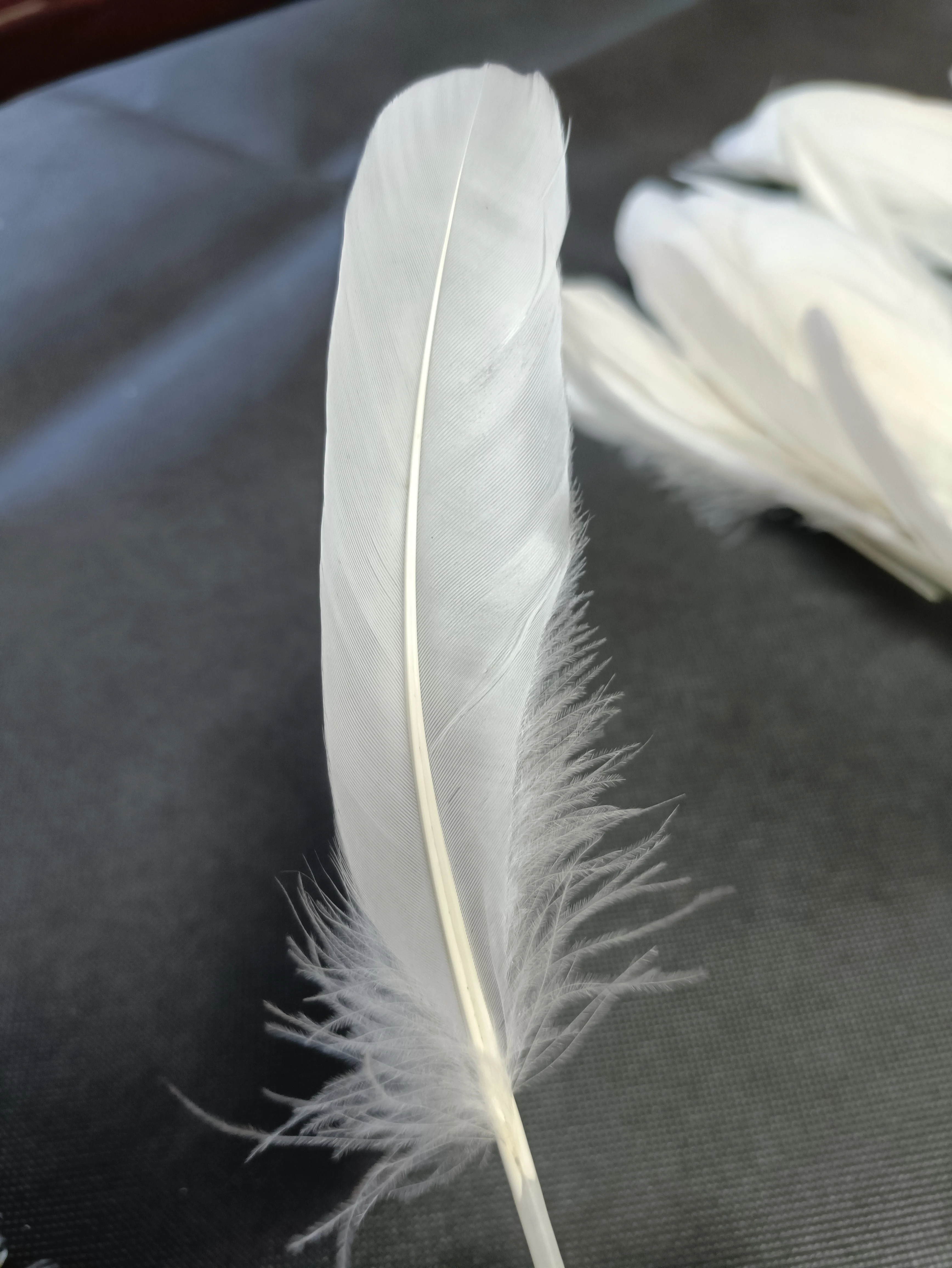 Authentic washed left and right side parted loose goose feathers