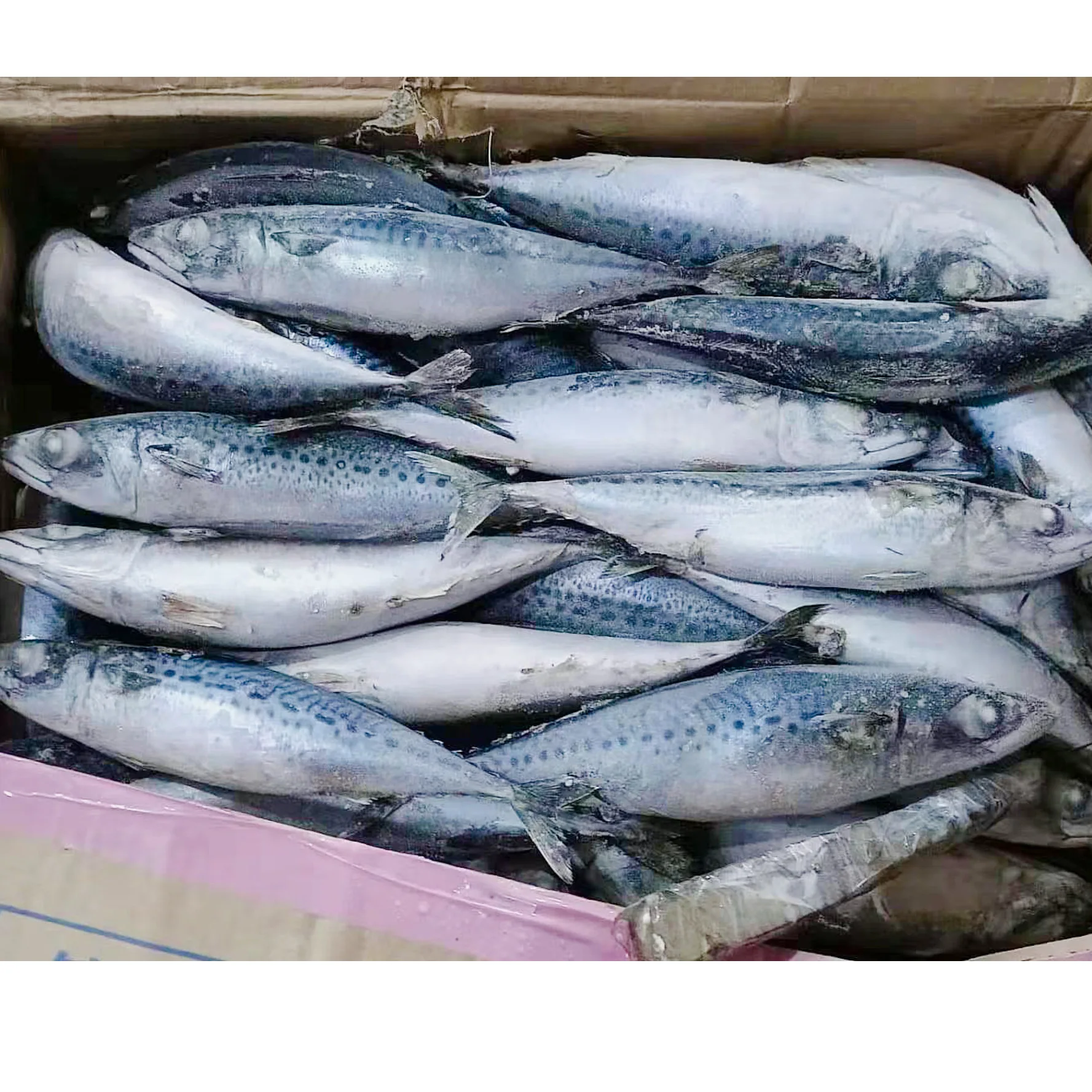 Hot sale whole round Sea Frozen Pacific Mmackerel BQF