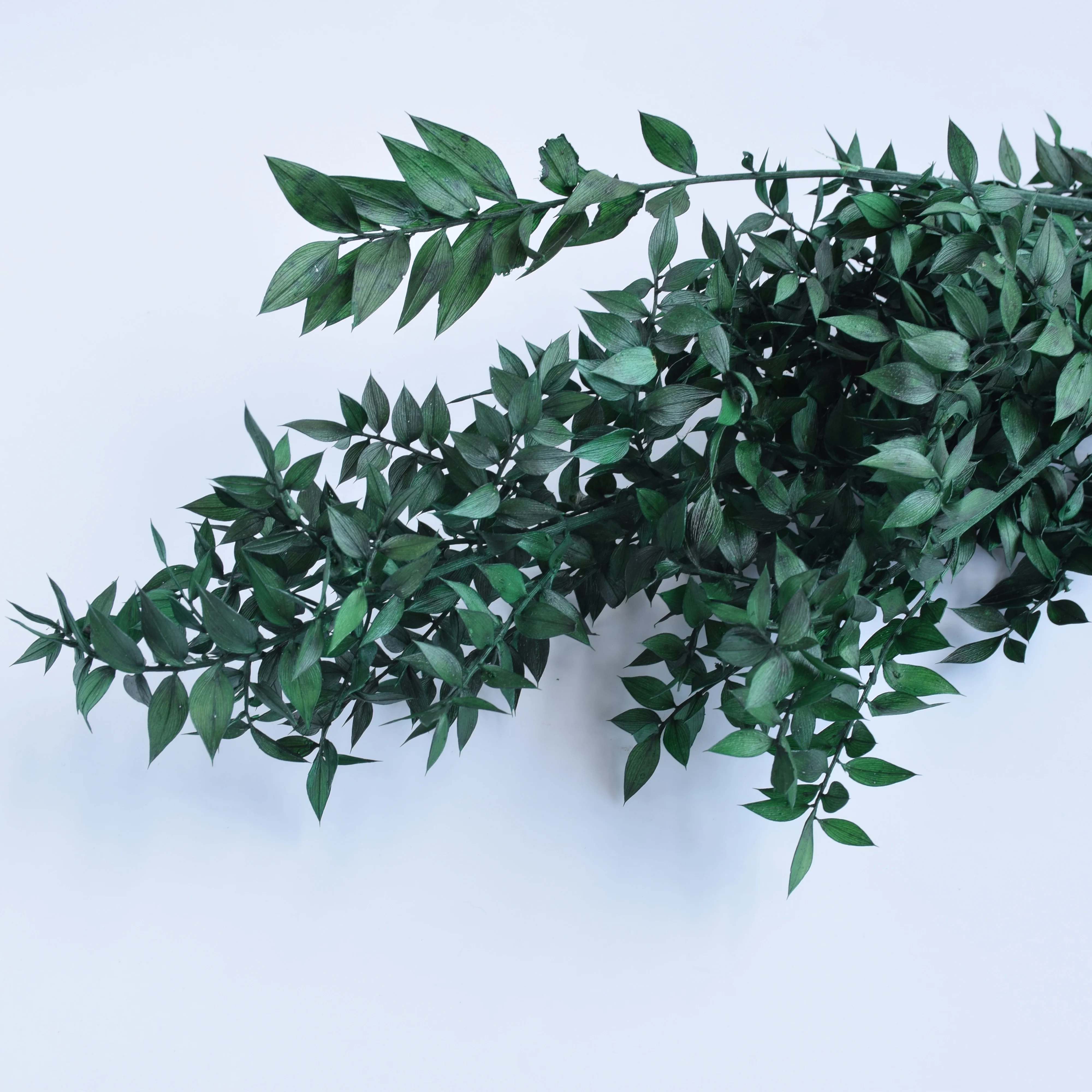 Real Flower ruscus bunch Arrangement dracaena sanderiana with Green Leaf