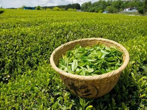 
Green tea extract 100% Natural Epicatechin 