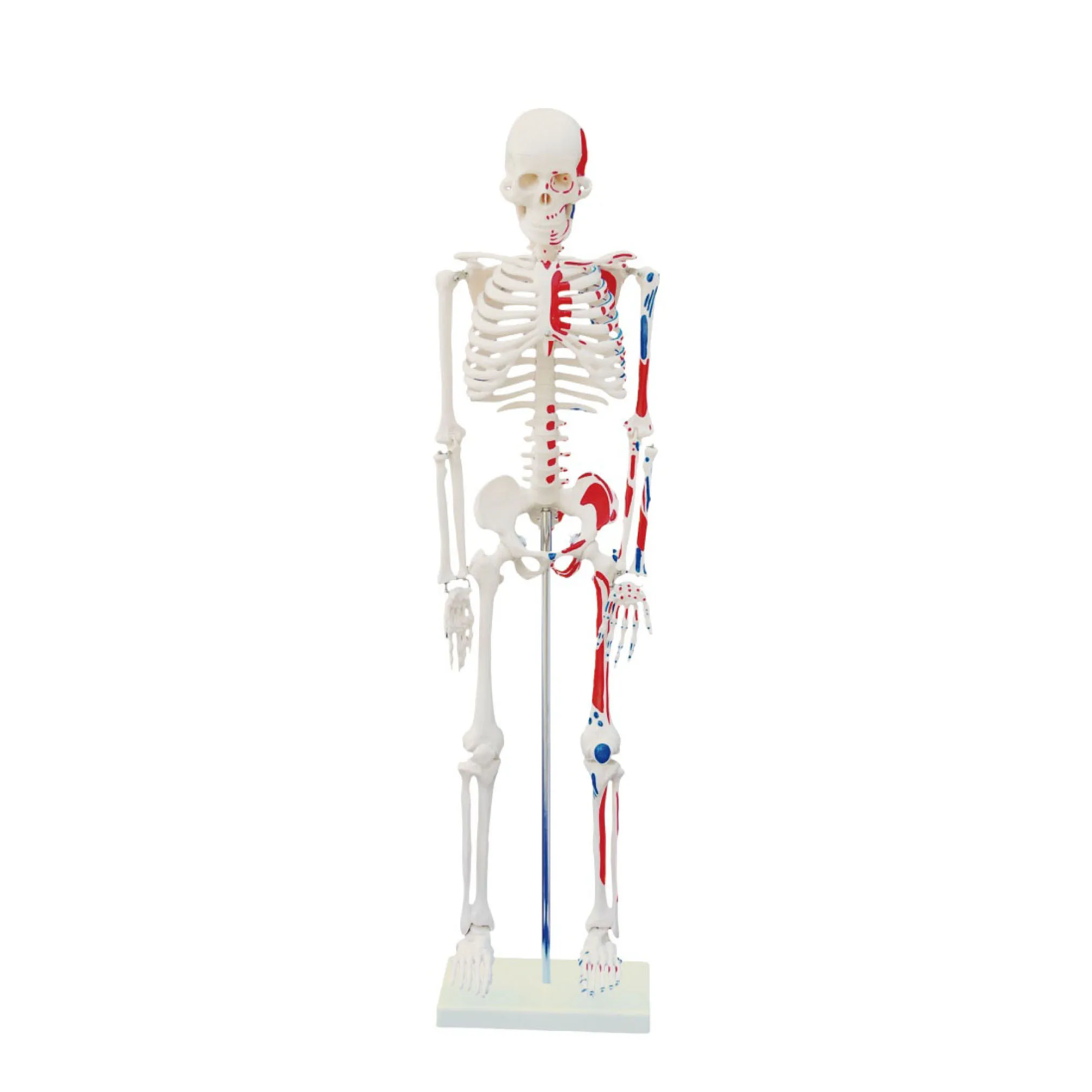 Human Skeleton Model, Skeleton Anatomy Model, Skeleton 3D Model