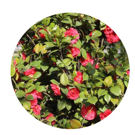 High quality Camellia japonica seeds for planting/cold-resistant camellia seeds