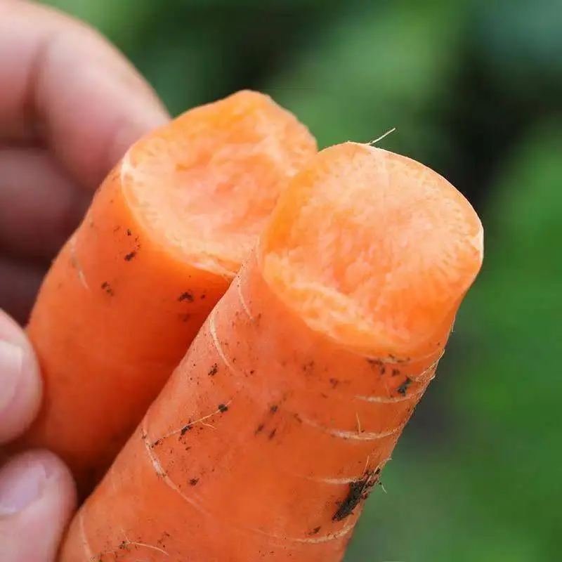 Chinese Farm Wholesale Baby Carrot S M L 2L 3L Xiamen Fresh Bulk Carrot Fresh Carrot Vegetable