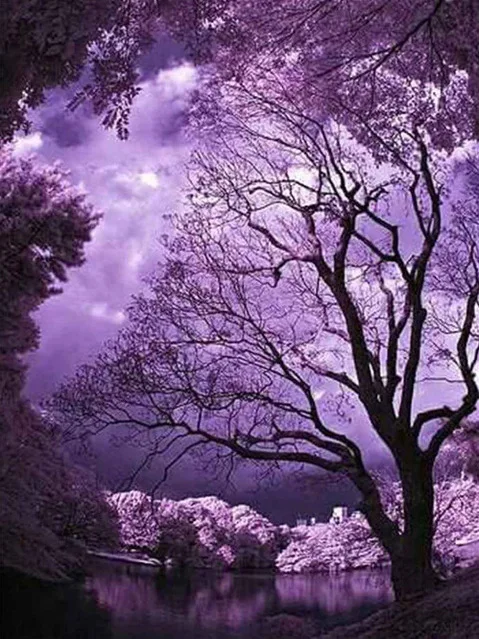 DIY 5d Full Drill  Diamond Painting Purple Sky Night  Moon Tree Flower Diamond Painting for Home Decor