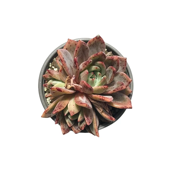 
Hot variety Red Wine champagne cactus real succulents live plants from China supplier 