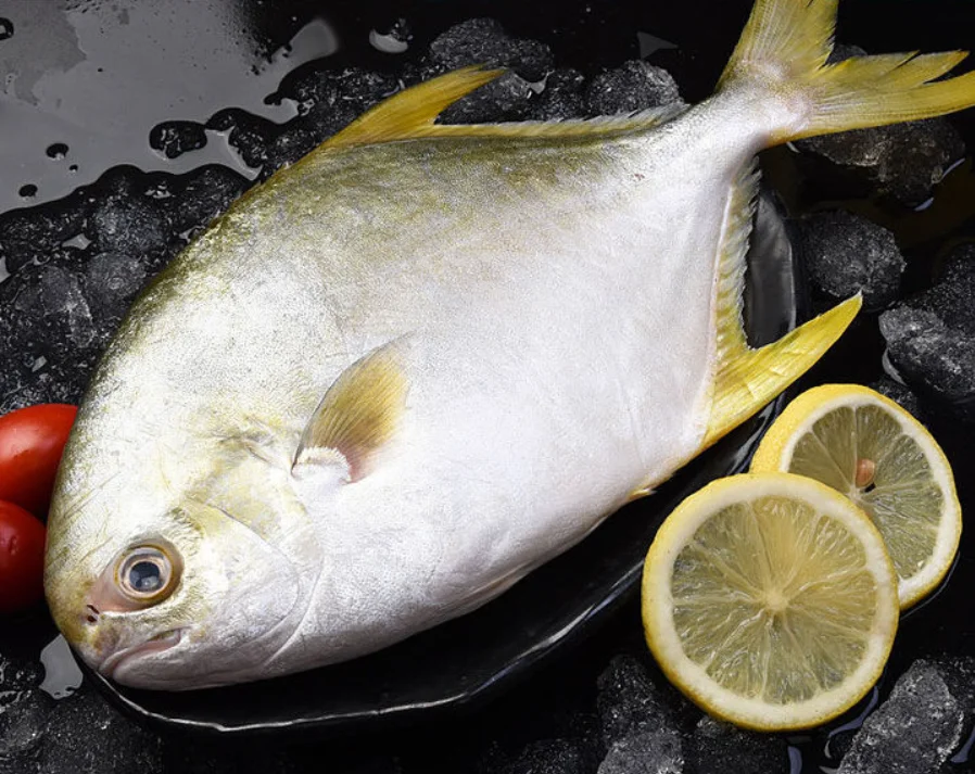 factory whole iqf golden pompano exporter