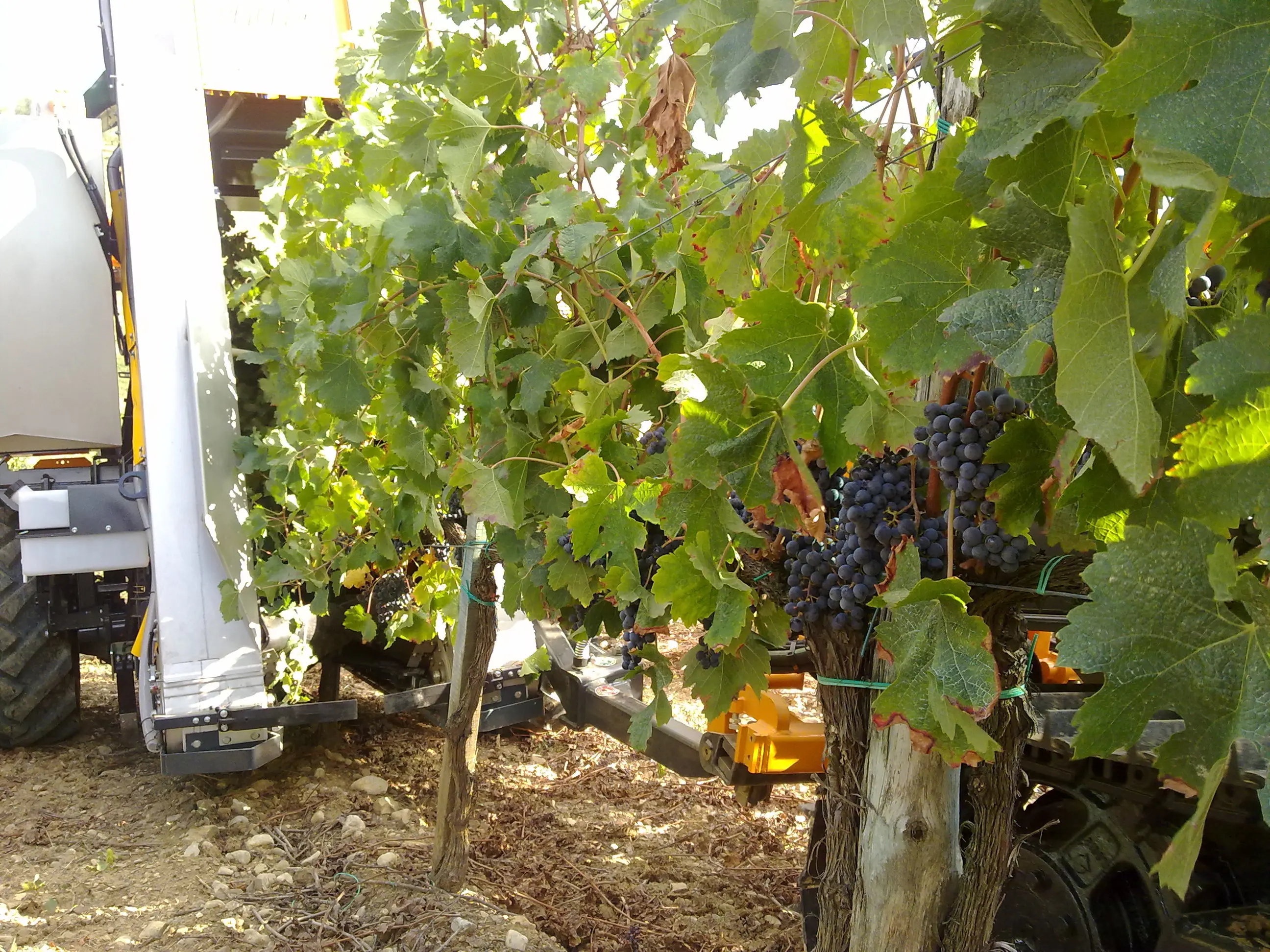 Top Sale Made In Italy Dessert Wine Type Of Ice Wine Medium Sweet  16,5 % Vol  With Excellent Taste