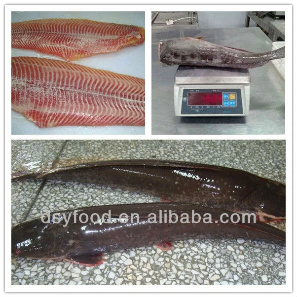 Frozen Catfish HGT / Catfish Fillets