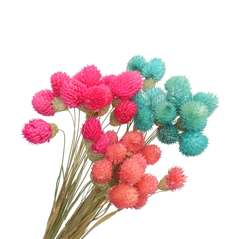 Hot sale High Quality pastoralism Dried globe amaranth flower gomphrena globosa &Gomphrena globosa for Decoration