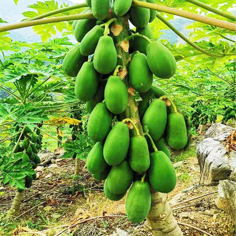 
Rock candy heart of hearts papaya seeds from Taiwan, China 