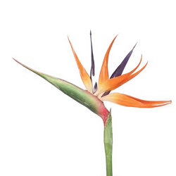 Simulation flower Bird Of Paradise for home decoration factory wholesale