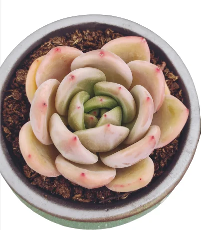 
089 Echeveria White Night Live Succulent Indoor Decorative Live Indoor Mini Natural 