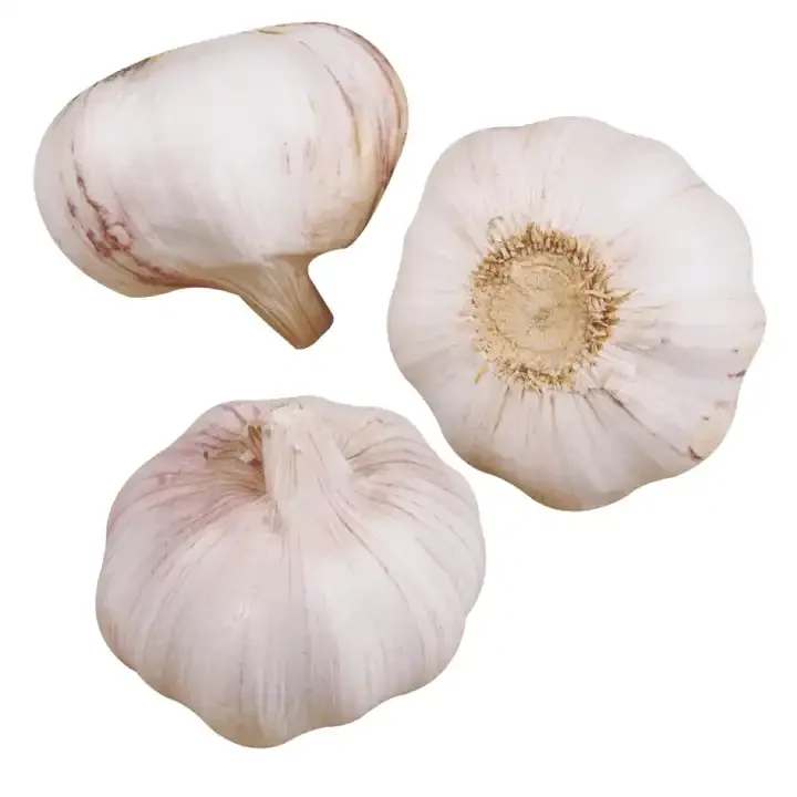 High Quality Low Price Shanxi Guochen fresh single clove garlic g1 garlic seed crops from China sale for Pakistan vietnam
