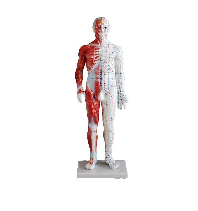 Hot Selling Human Acupuncture Model 60cm Acupuncture And Muscle Model Male Model