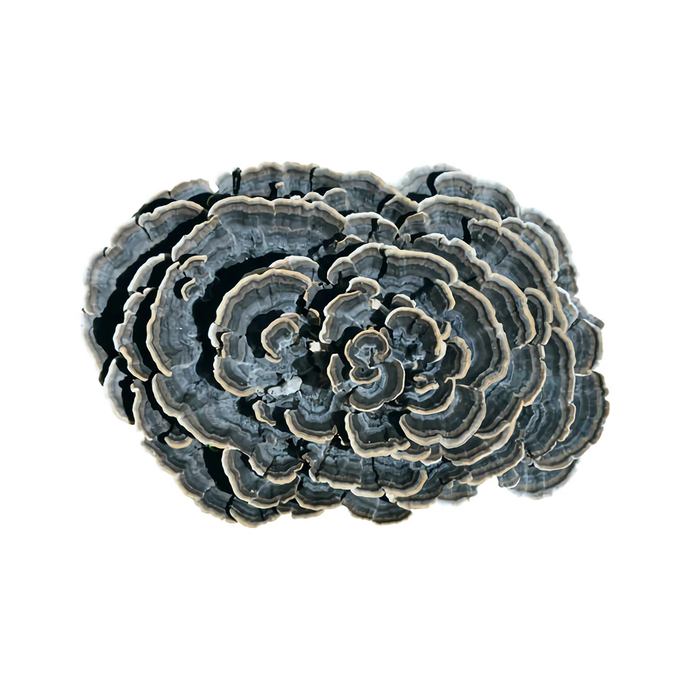 Free Sample Best Selling turkey tail mushroom coriolus versicolor  medicinal mushrooms  100% Fruit Bodies with  High Quality