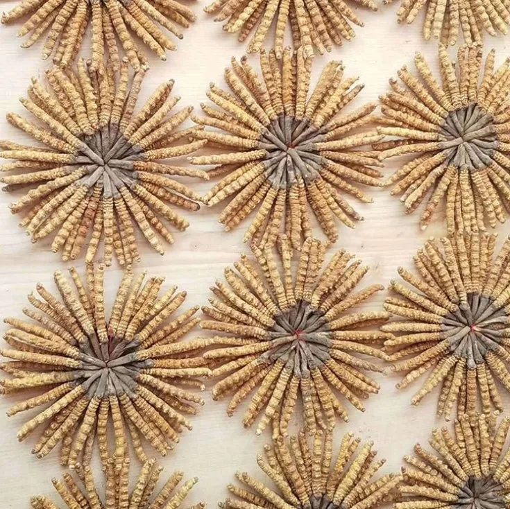 Supply Enchace Immunity Wild Chinese Caterpillar Fungus/Cordyceps Sinensis