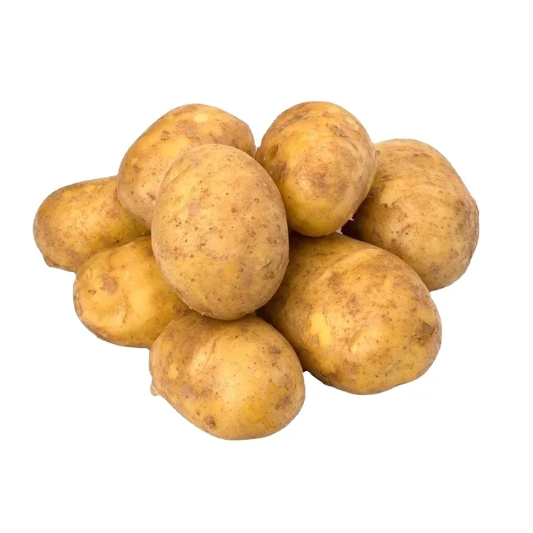 Good wholesale price fresh turkish potato greenhouse