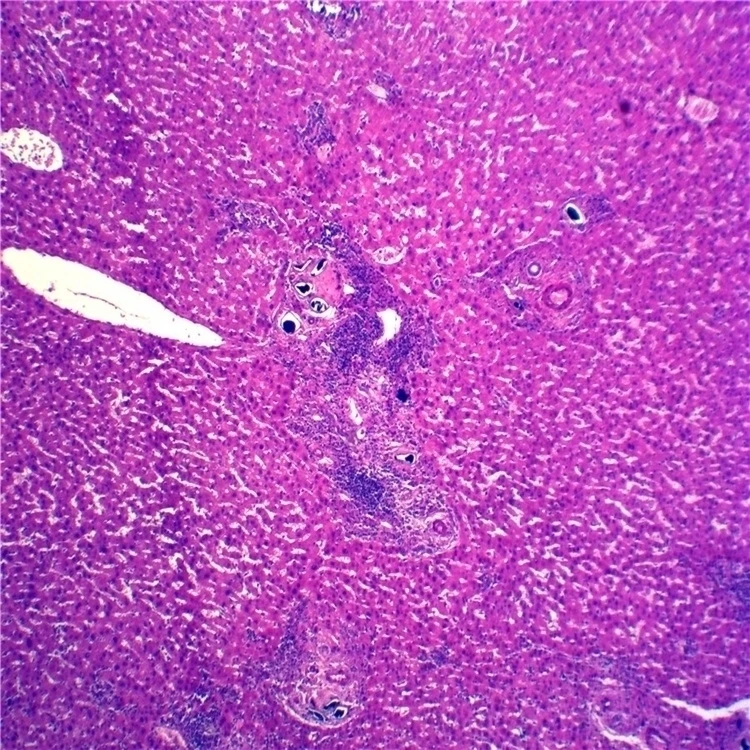 Заводские высококачественные и по лучшей цене сделано в Китае патология животных приготовленные слайды для