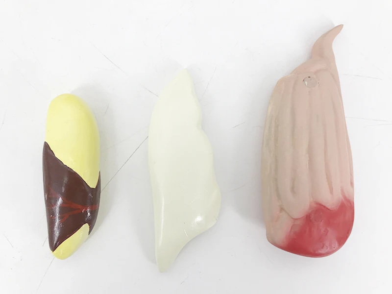 YA/B023 Natural Size Fish Anatomy and Torso Adult Fish Specimen for Anatomical Reference Fish Anatomy Model