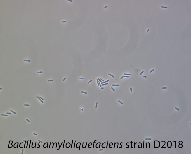 Indonesia High Quality Bacillus Enzymatic Activity For Fish Farming