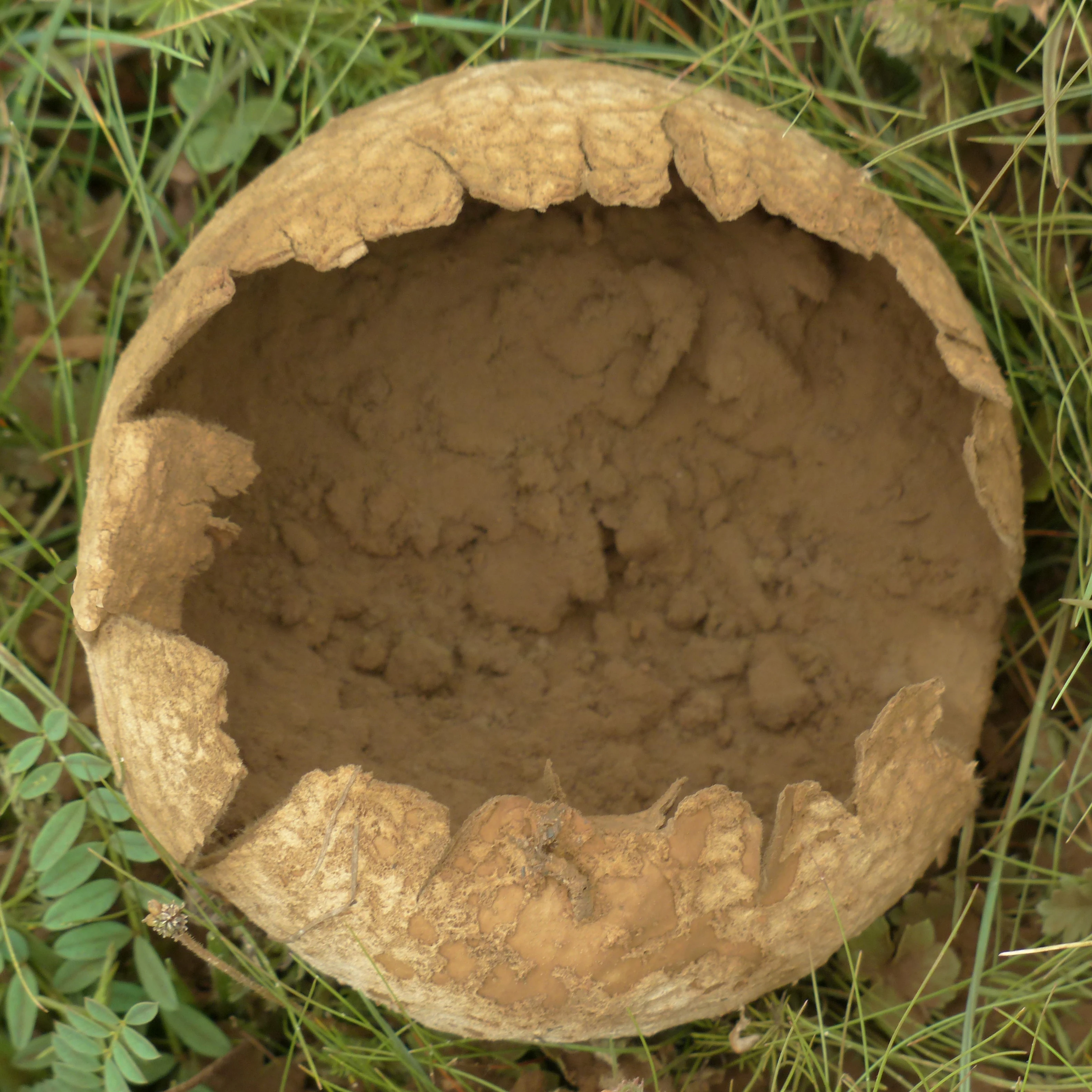 Bio Fertilizer  rhizobium inoculum biofertilizer 100% water soluble