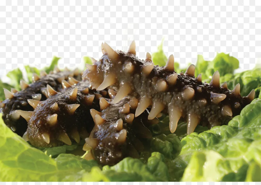 High quality Sea Cucumber Peptides powder 90% Sea Cucumber Extract healthcare supplement Sea Cucumber Peptides powder for sale