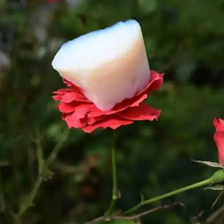 Silica Aerogel Powder Lyphar Aerogel Fabric Jacket Silica Aerogel Powder