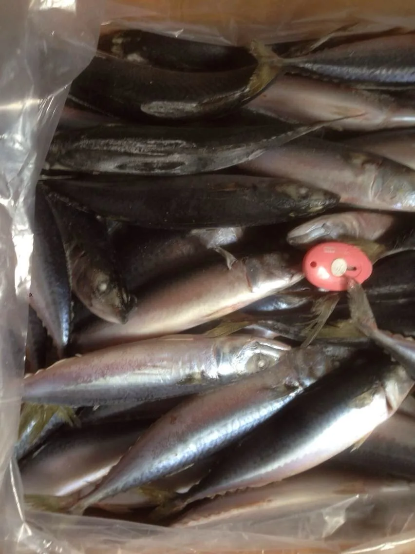 Frozen Seafood Frozen Pacific Mackerel Fish Supplier For Thailand Market