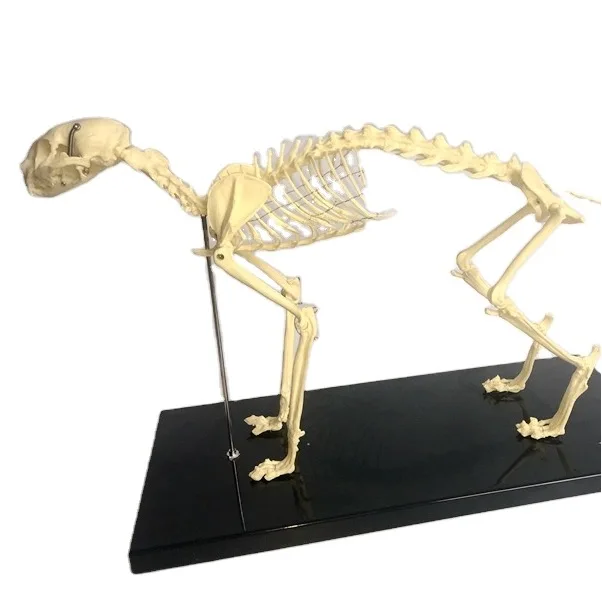 Large Canine Big Dog Veterinary Teaching Skeleton Model