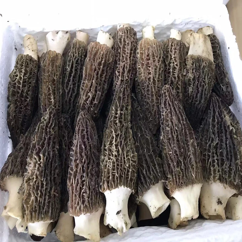 Сушеный гриб Мореля DETAN, экспорт