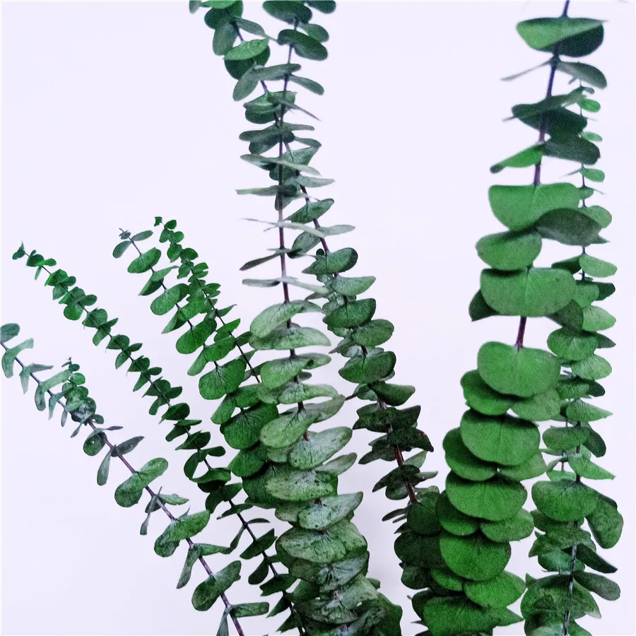 2022 Hot Selling Natural  Eucalyptus Leaves Dried Eucalyptus Leaves Eucalyptus Leaf for Decoration