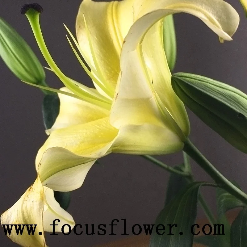 Natural Real Touch Lilium Yellow Lily For Cut Flower Wholesale