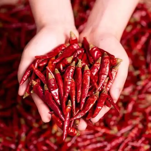 Direct Sale of Latest Red Chili Fire Spicy Dry Chili Ex-Factory Price Hot Taste Variety