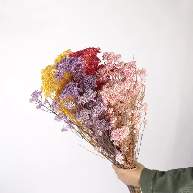 
Новый консервированный цветок Ozothamnus Diosmifolius, консервированный рисовый цветок для домашнего декора 