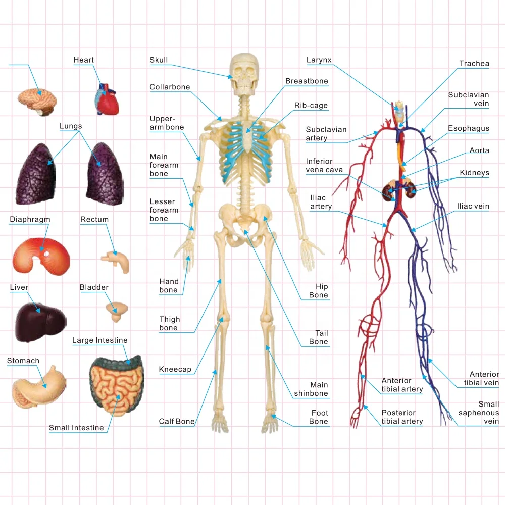 4D Master Educational STEM Biology Medical Figure 4D Human Transparent Human Body Nature Teaching Learning Science Skeleton PVC